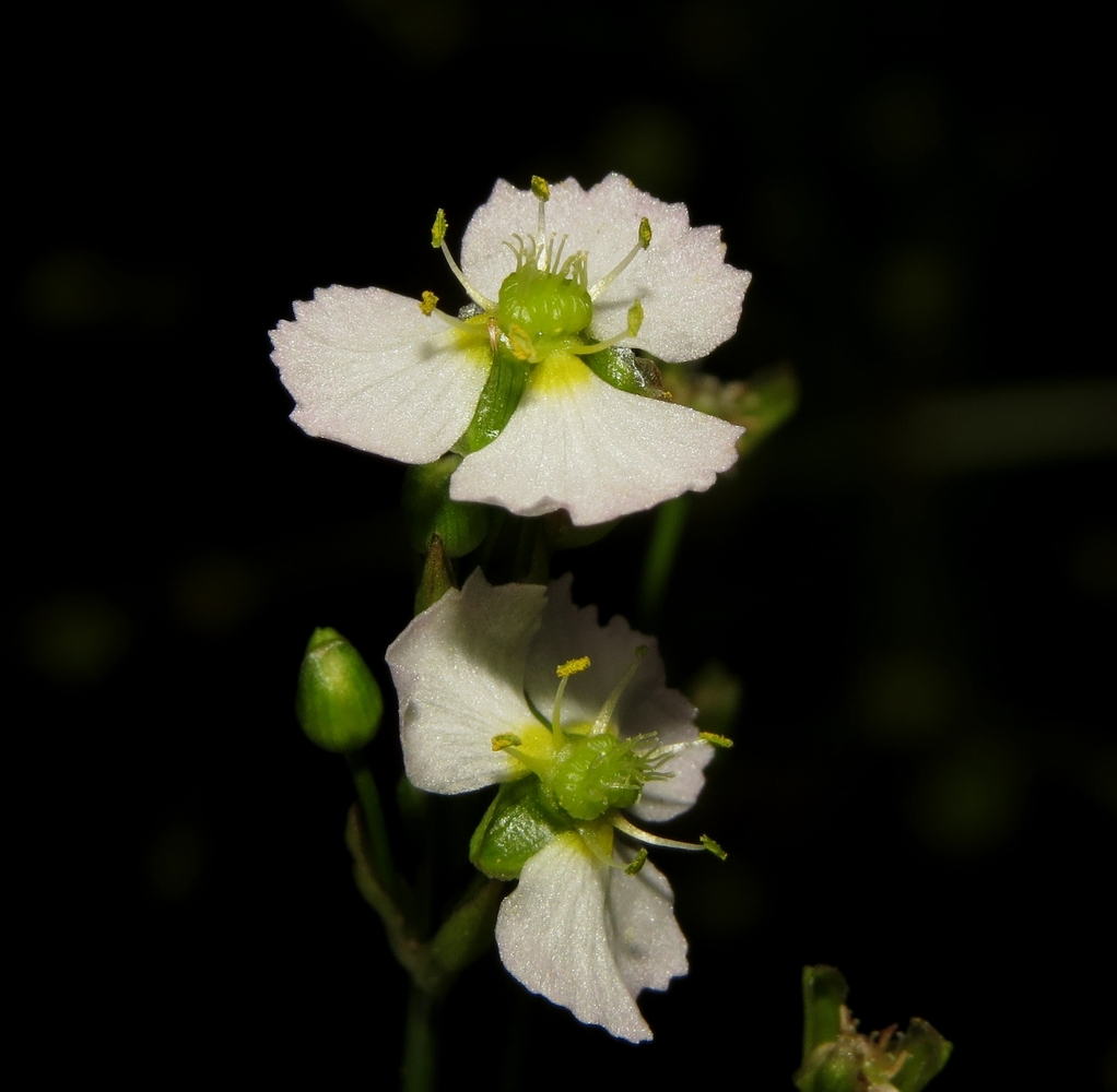 Image of Alisma plantago-aquatica specimen.