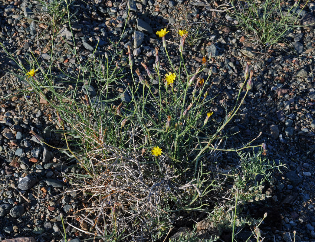 Image of genus Scorzonera specimen.