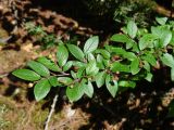 Cotoneaster lucidus. Верхушка ветви с завязавшимися плодами. Иркутская обл., Иркутский р-н, окр. пос. Бол. Голоустное, опушка леса. 05.07.2017.