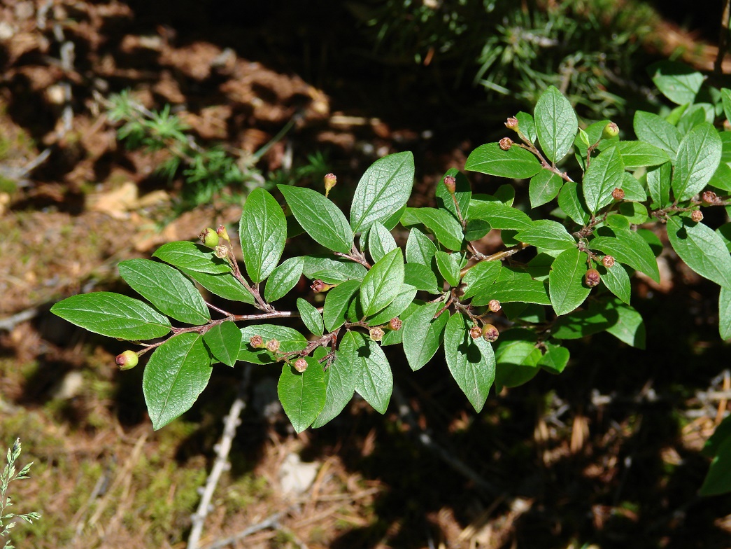 Image of Cotoneaster lucidus specimen.