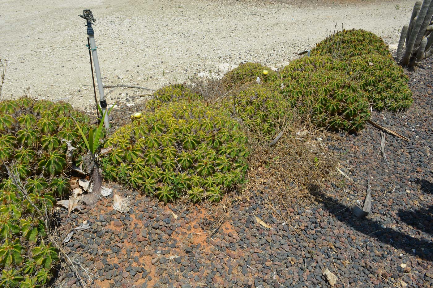 Image of Ferocactus robustus specimen.