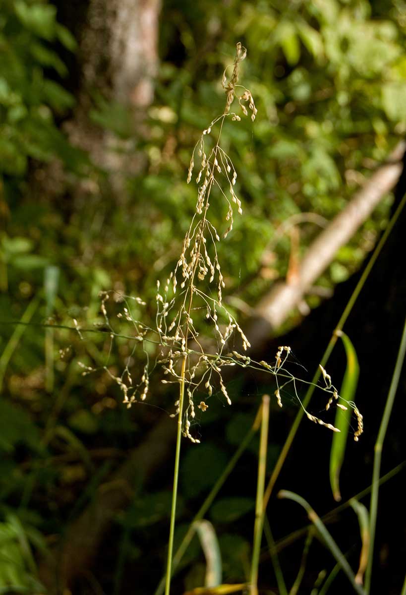 Изображение особи Milium effusum.