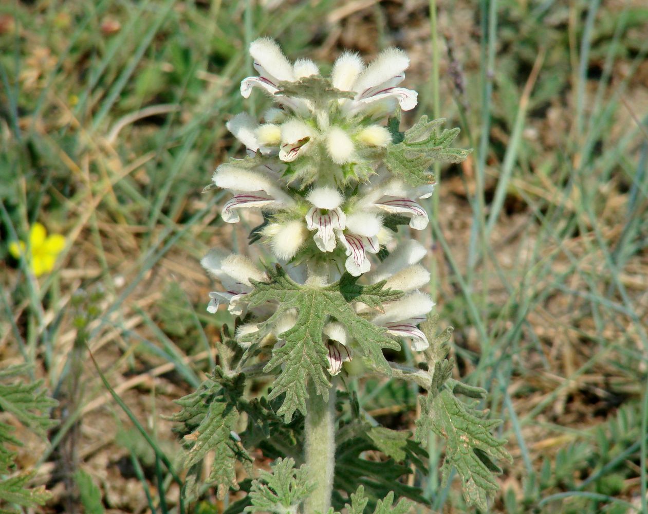 Image of Panzerina lanata specimen.