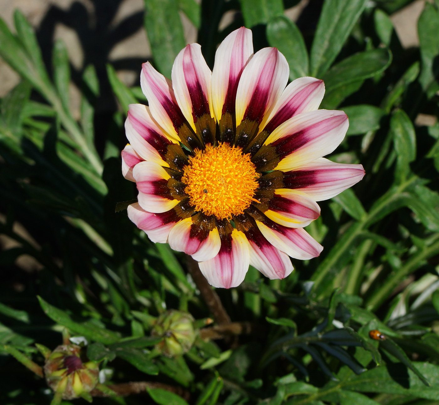 Изображение особи Gazania rigens.