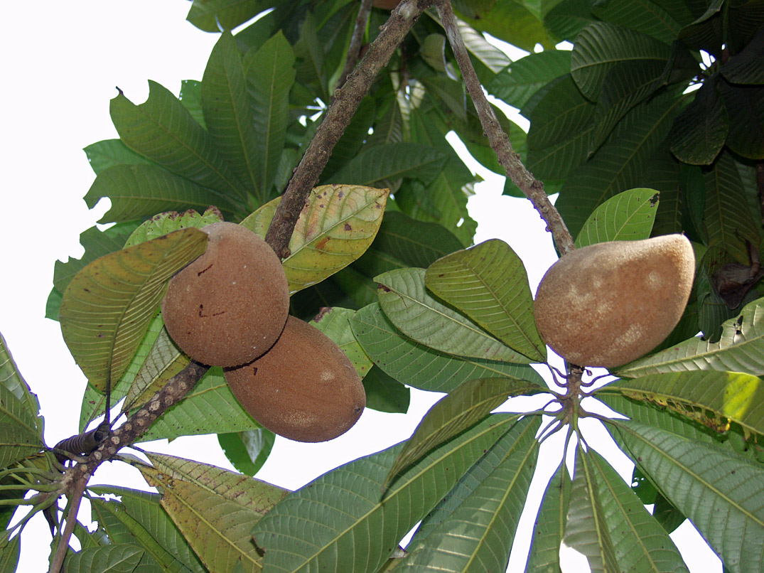 Image of Pouteria sapota specimen.