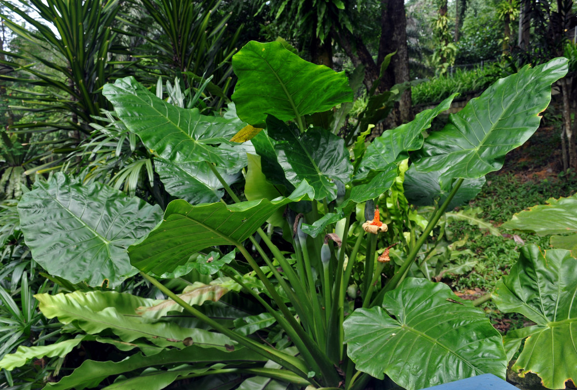 Изображение особи Alocasia macrorrhizos.