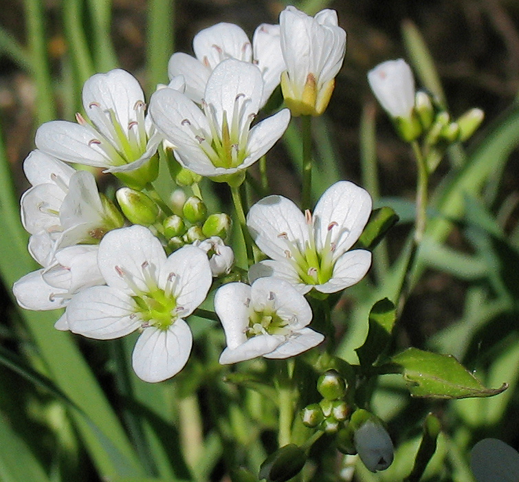 Изображение особи Cardamine amara.