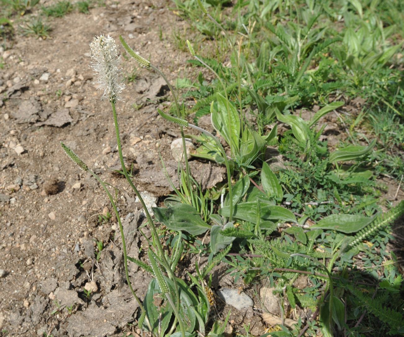 Изображение особи Plantago urvillei.