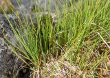 Carex canescens