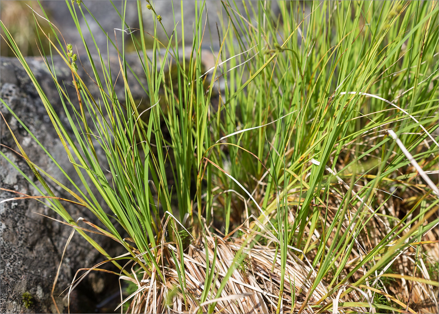 Изображение особи Carex canescens.