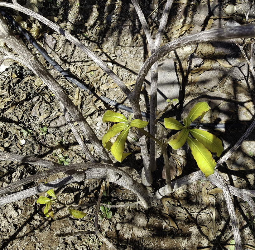 Image of Strophanthus boivinii specimen.