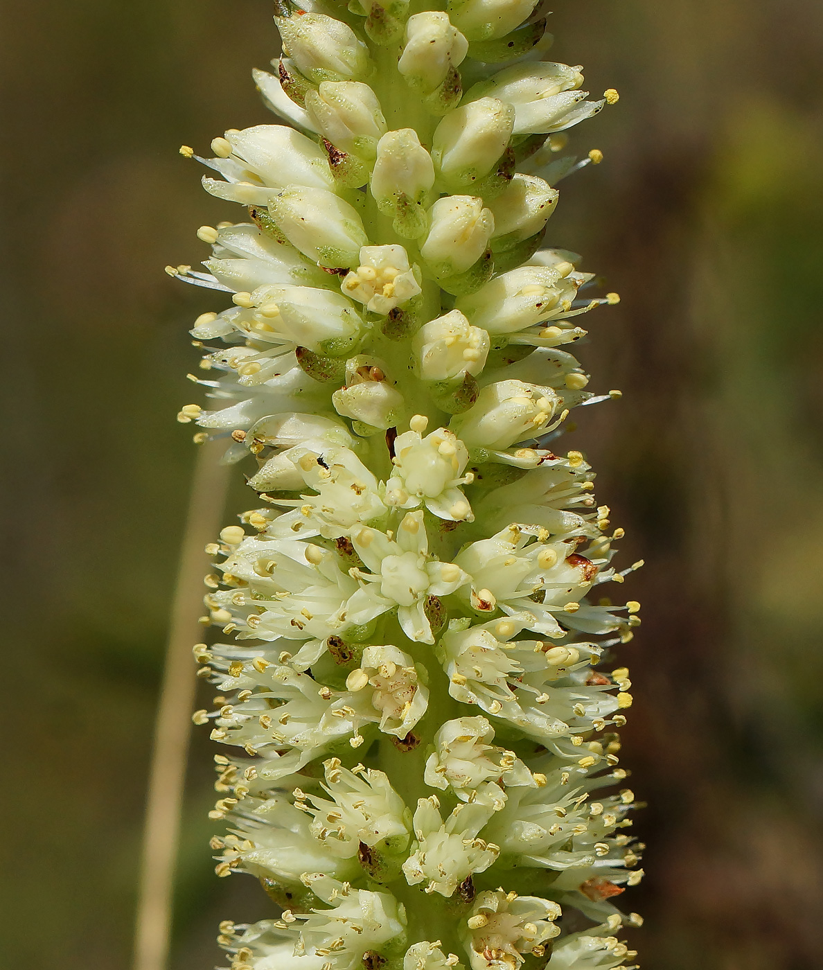 Изображение особи Orostachys spinosa.