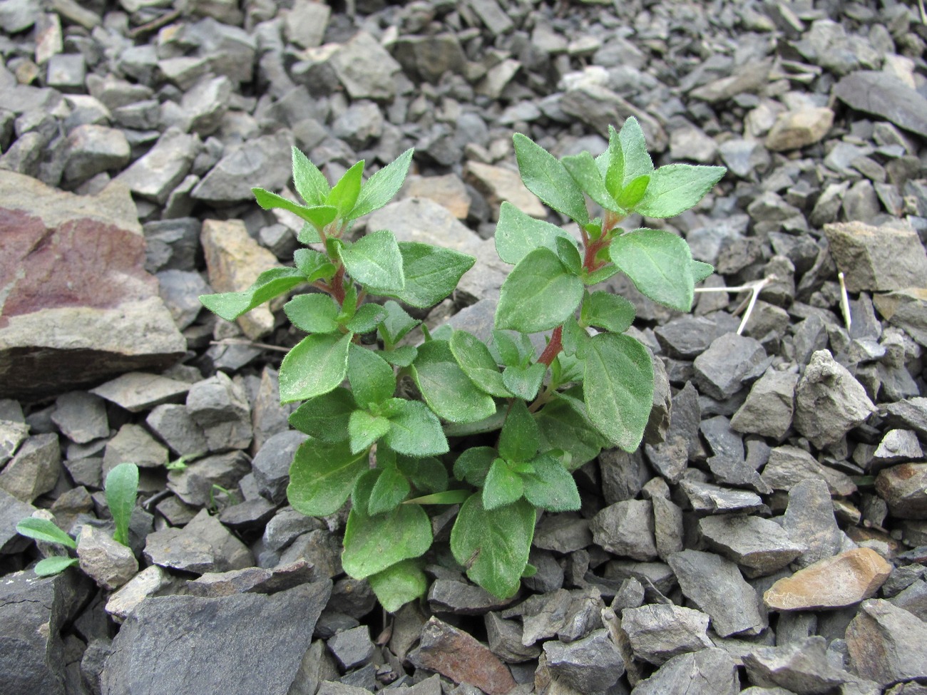 Image of genus Parietaria specimen.