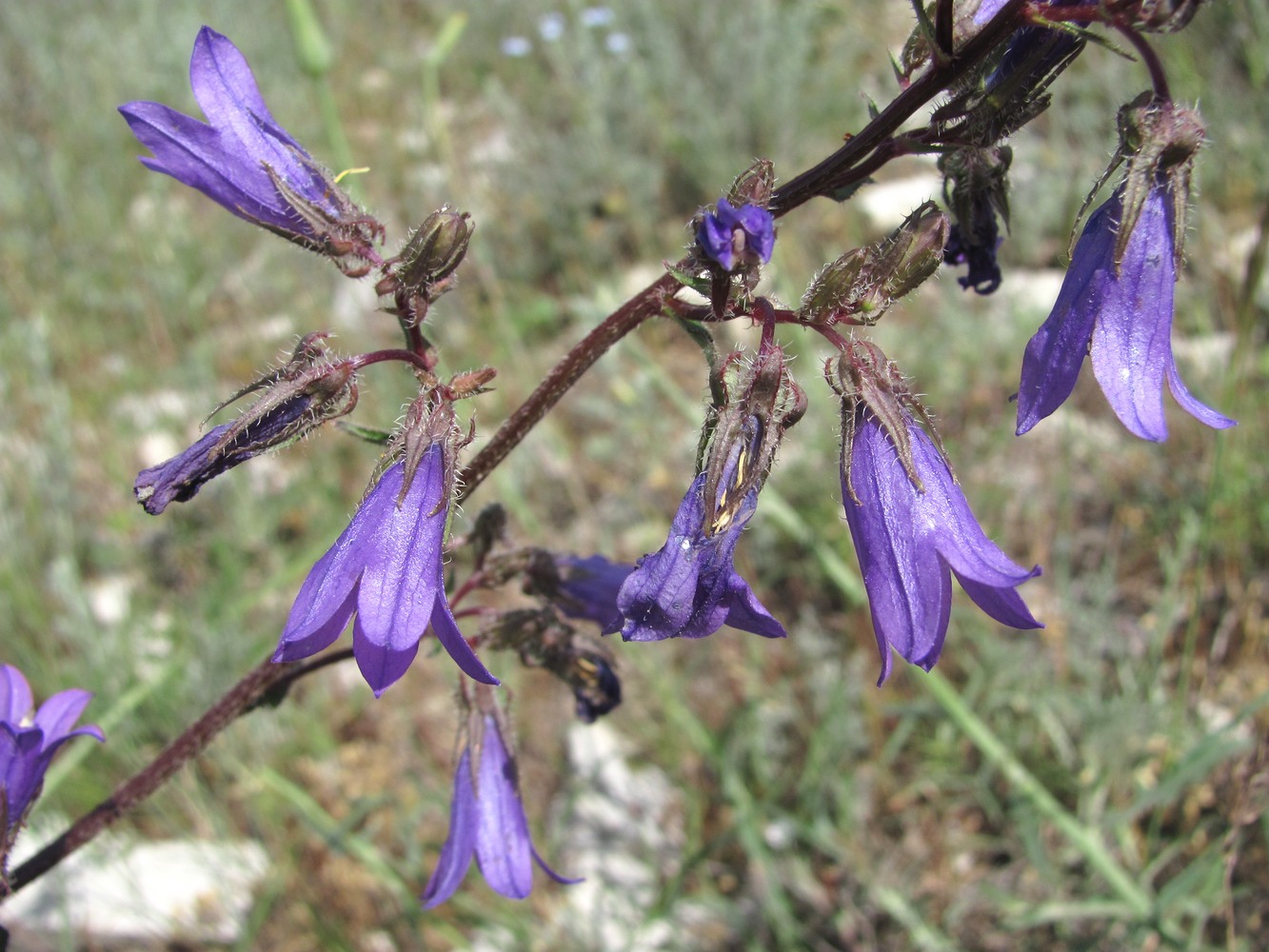 Image of Campanula sibirica specimen.