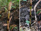 Equisetum pratense