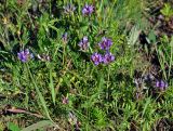 Astragalus danicus