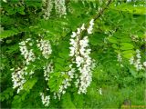 Robinia pseudoacacia. Ветвь с соцветиями. Украина, Ивано-Франковская обл., Болеховский горсовет, Поляницкий сельсовет, Поляницкий региональный ландшафтный парк, урочище \"Под Рыпами\". 13.05.2018.