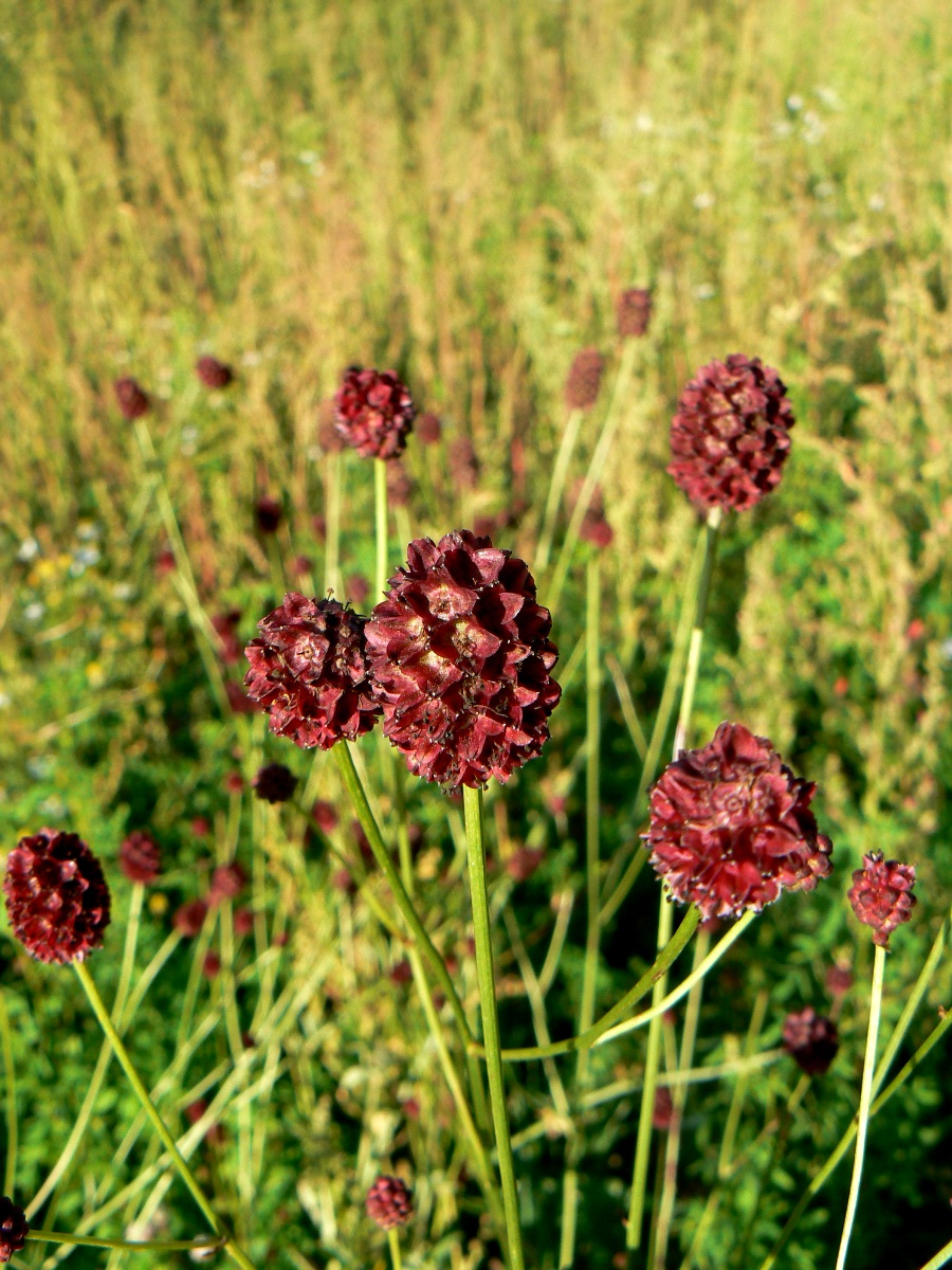 Изображение особи Sanguisorba officinalis.