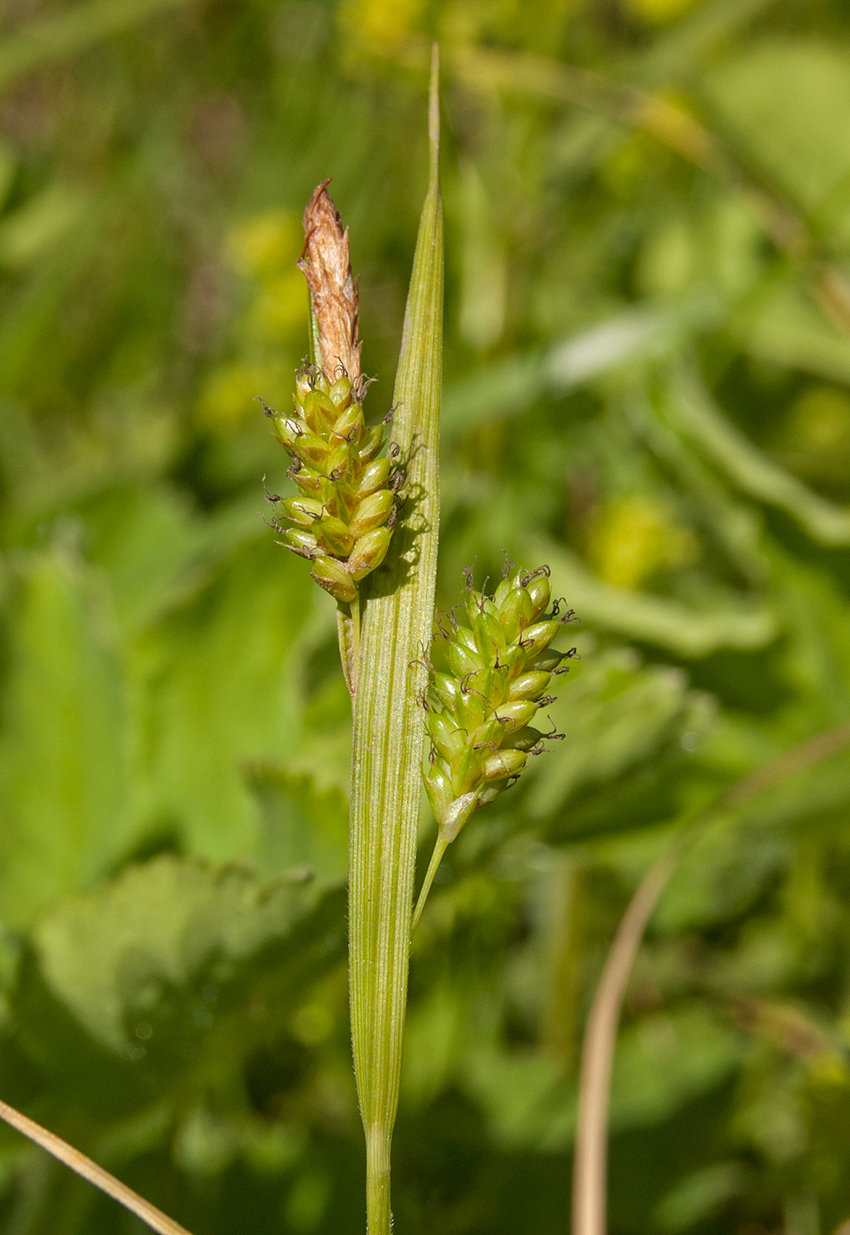 Изображение особи Carex pallescens.