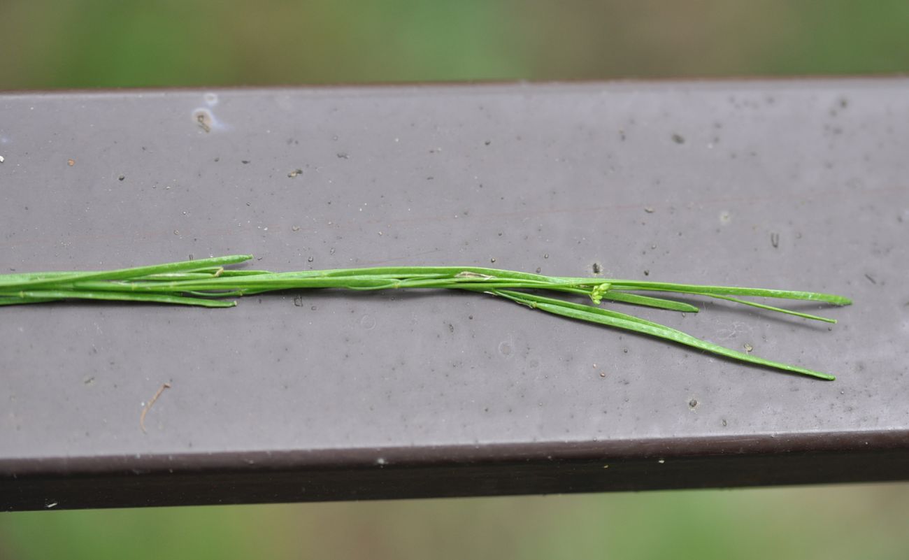 Image of Arabis sagittata specimen.