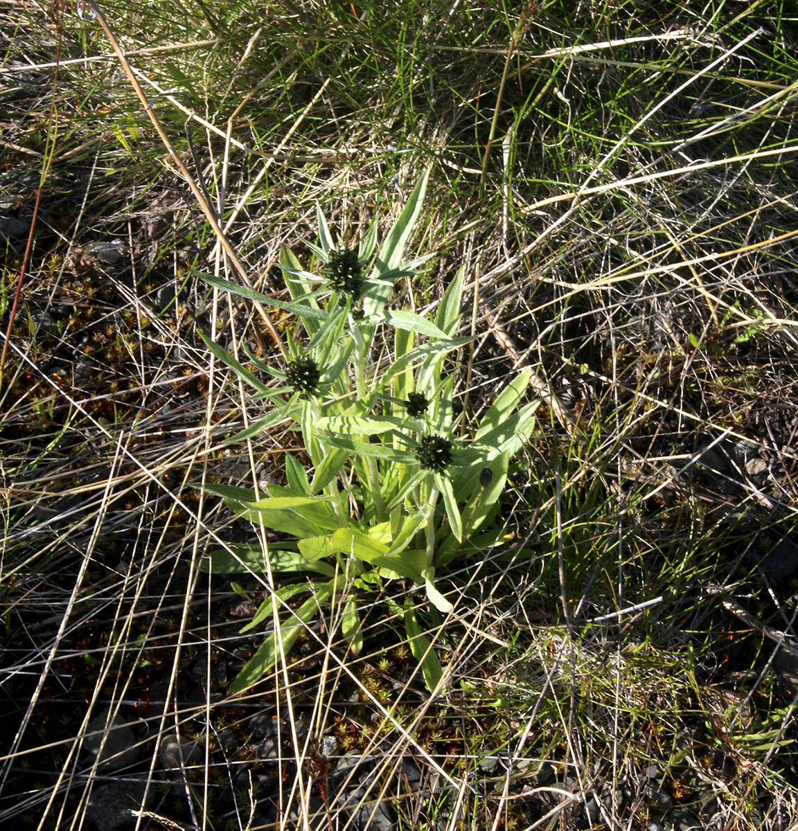 Изображение особи Omalotheca norvegica.