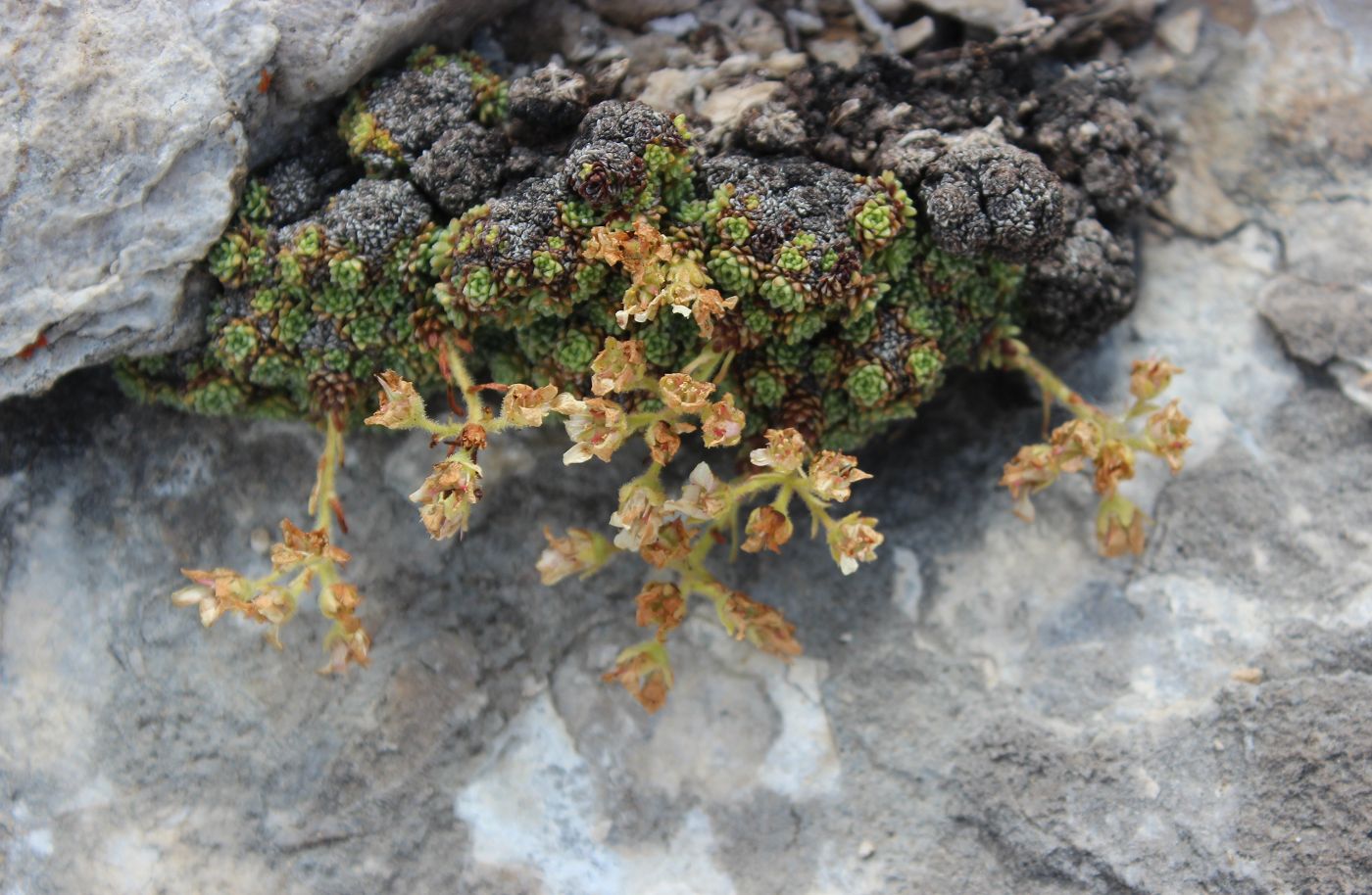 Image of Saxifraga alberti specimen.