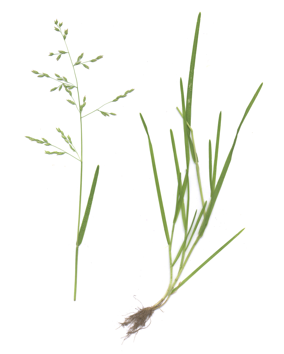 Image of Poa annua specimen.