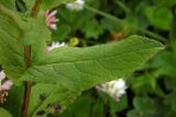Inula grandiflora