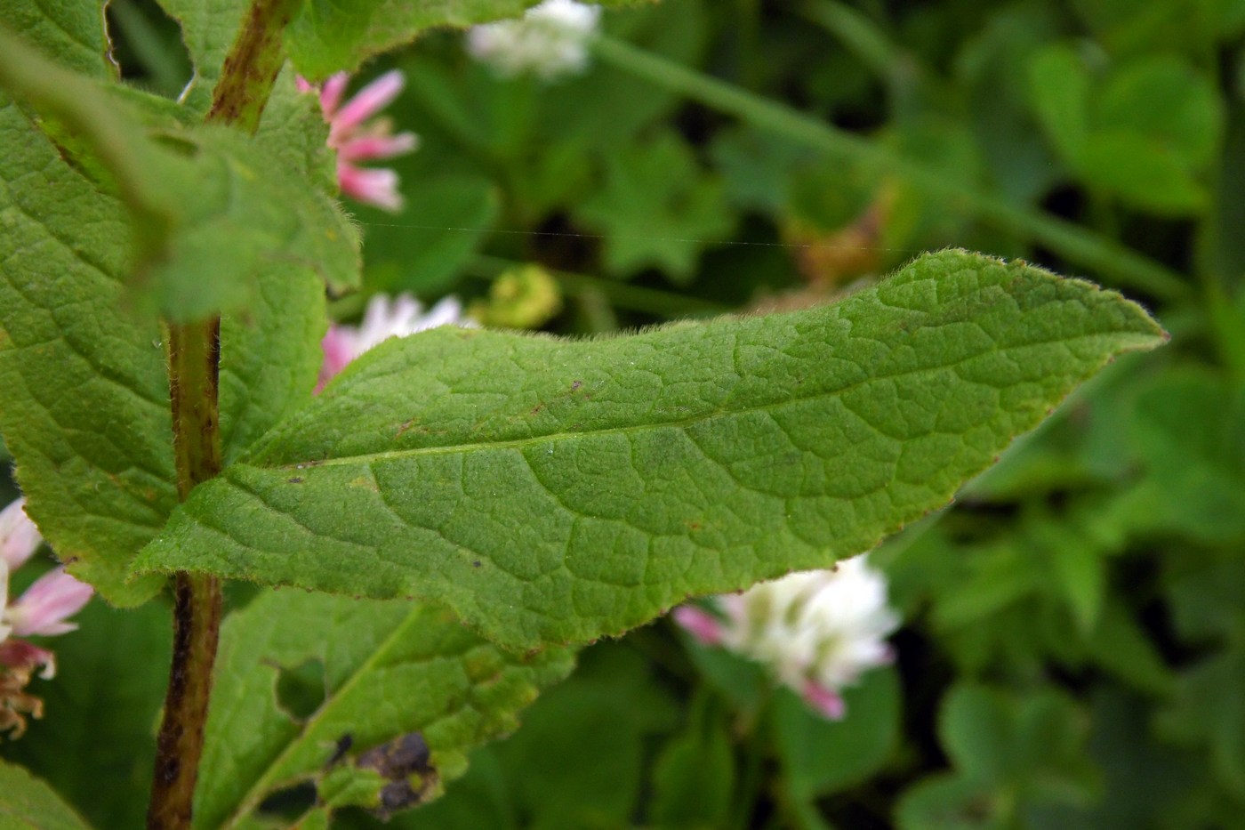 Image of Inula grandiflora specimen.