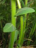 Euphorbia pilosa