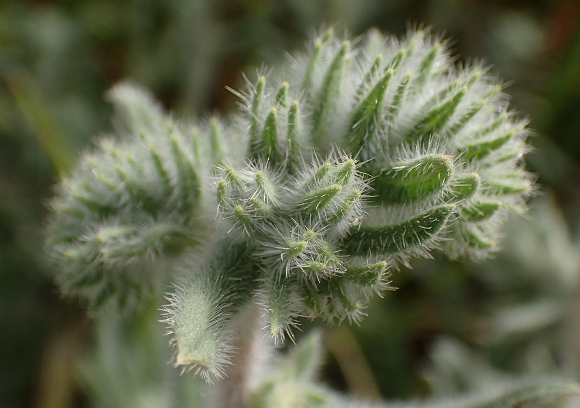 Image of Echium angustifolium specimen.