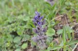 Ajuga orientalis. Соцветие. Грузия, Боржоми-Харагаульский национальный парк, маршрут №1; гора Ломис-Мта, ≈ 2050 м н.у.м., предвершинный пастбищный луг. 25.05.2018.