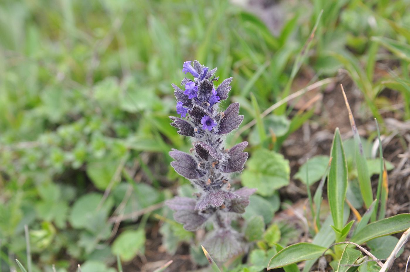 Изображение особи Ajuga orientalis.