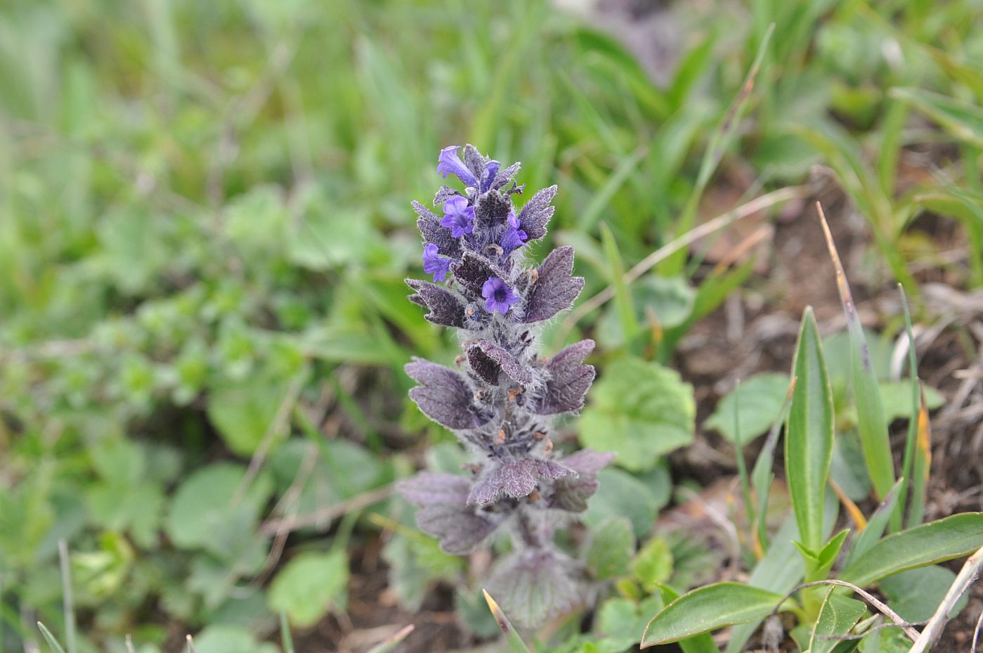 Image of Ajuga orientalis specimen.