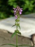 Stachys palustris. Верхушка цветущего растения. Чувашия, окр. г. Шумерля, пойма р. Сура, озеро Дачная бокалда. 29.08.2018.