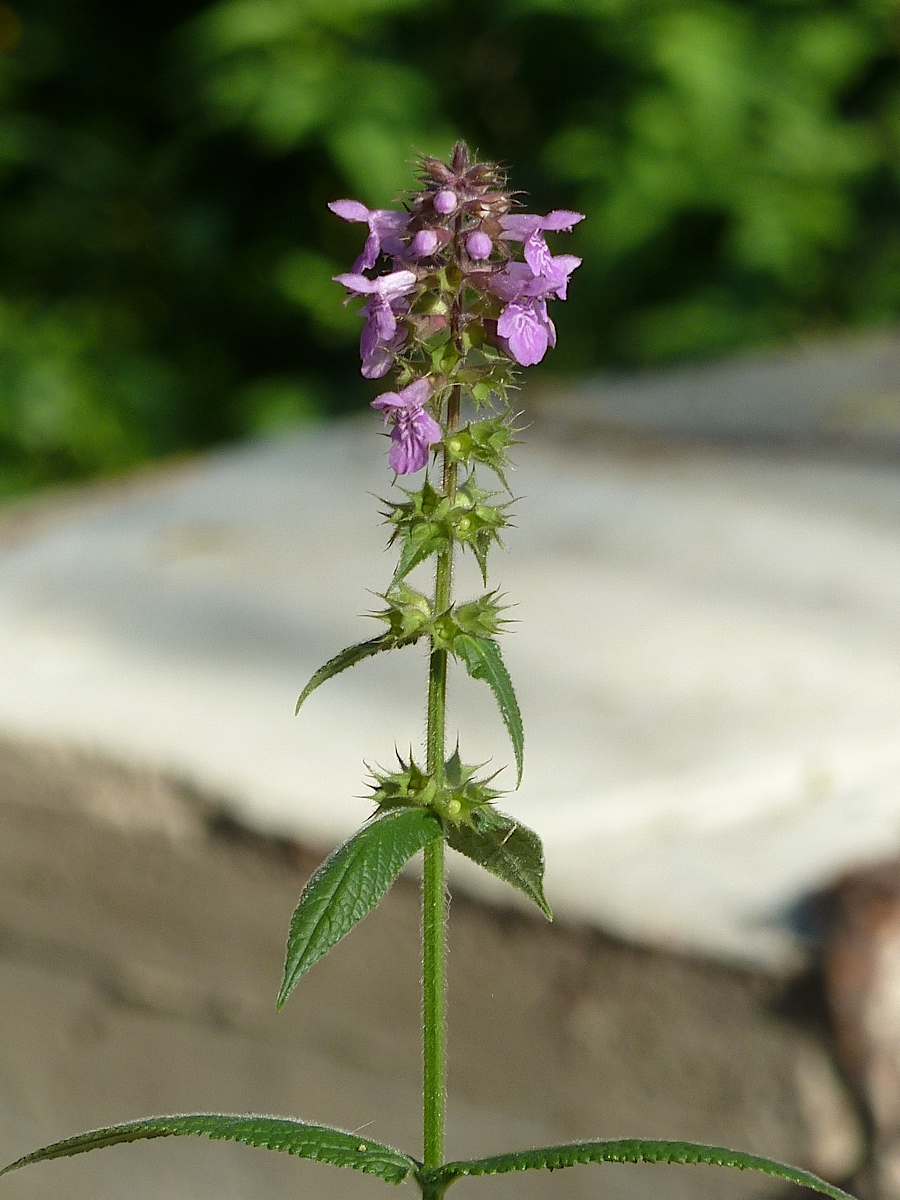 Изображение особи Stachys palustris.