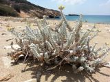 Otanthus maritimus