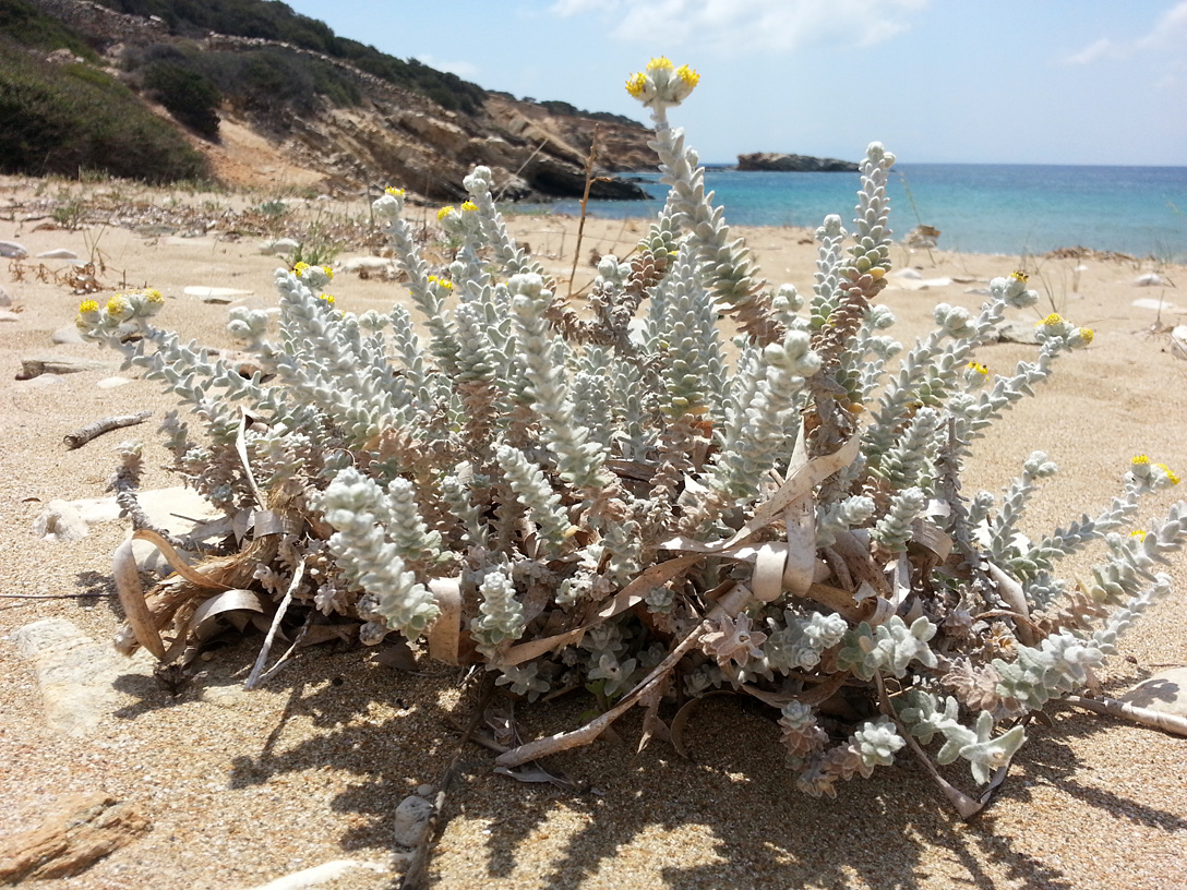 Греческое название растения. Otanthus. Растительность Греции. Растения Греции.