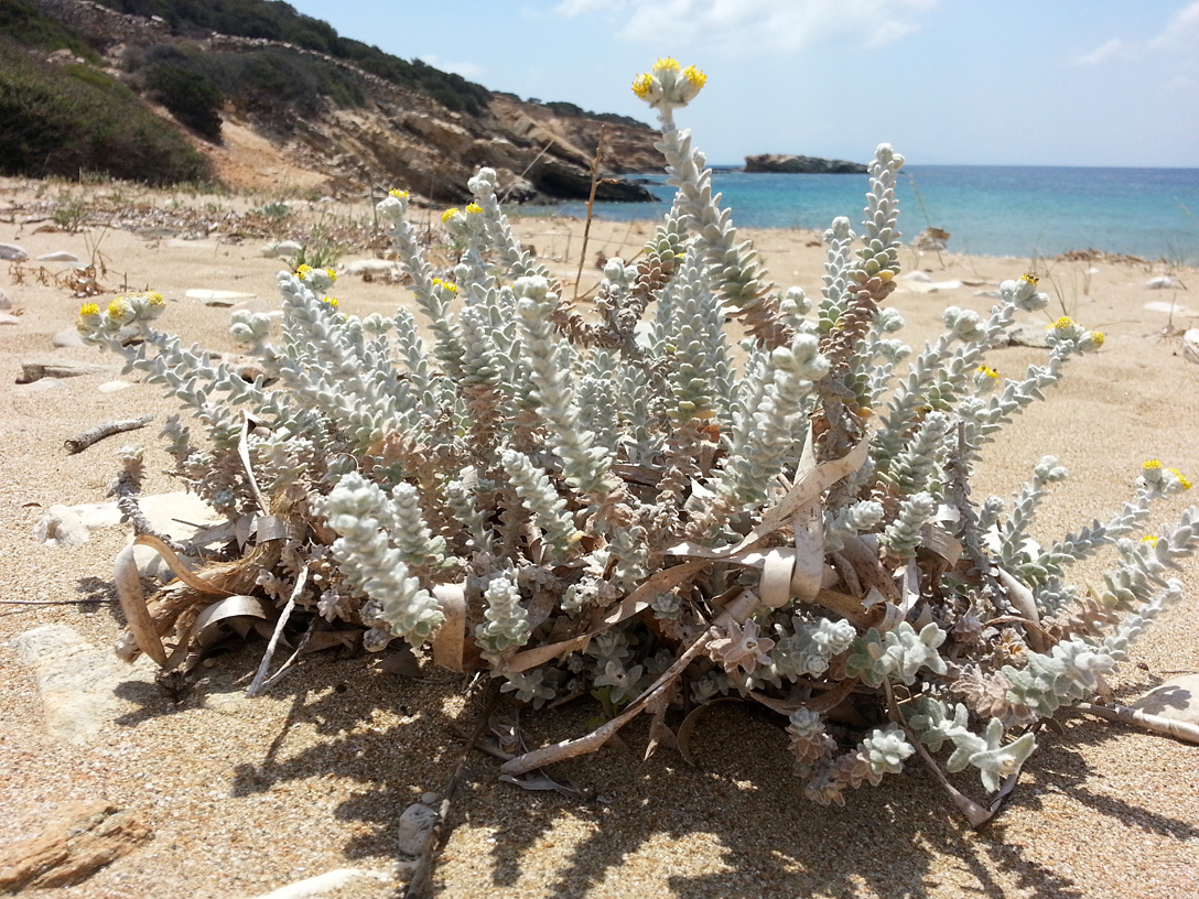 Изображение особи Otanthus maritimus.