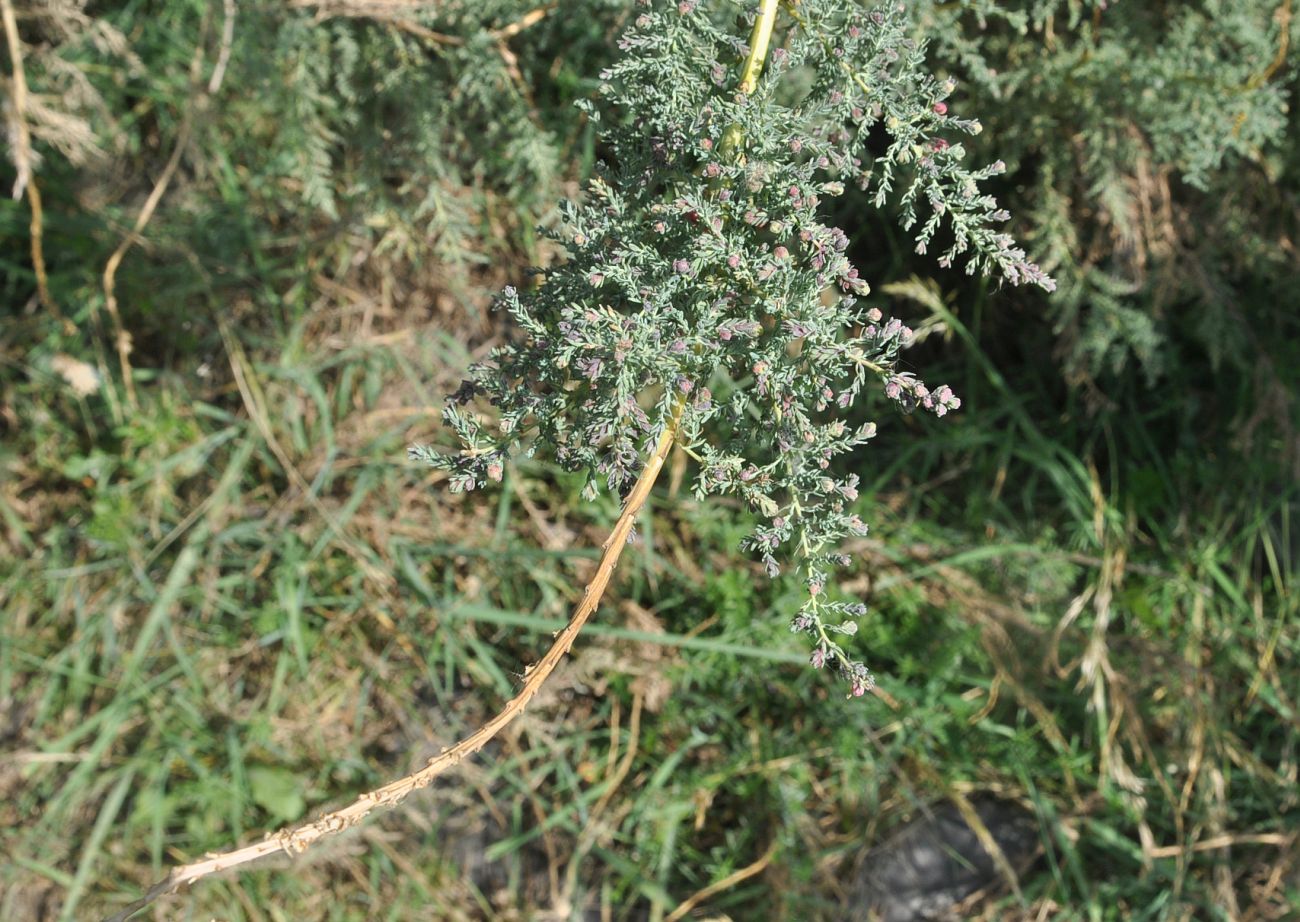 Image of Myricaria bracteata specimen.