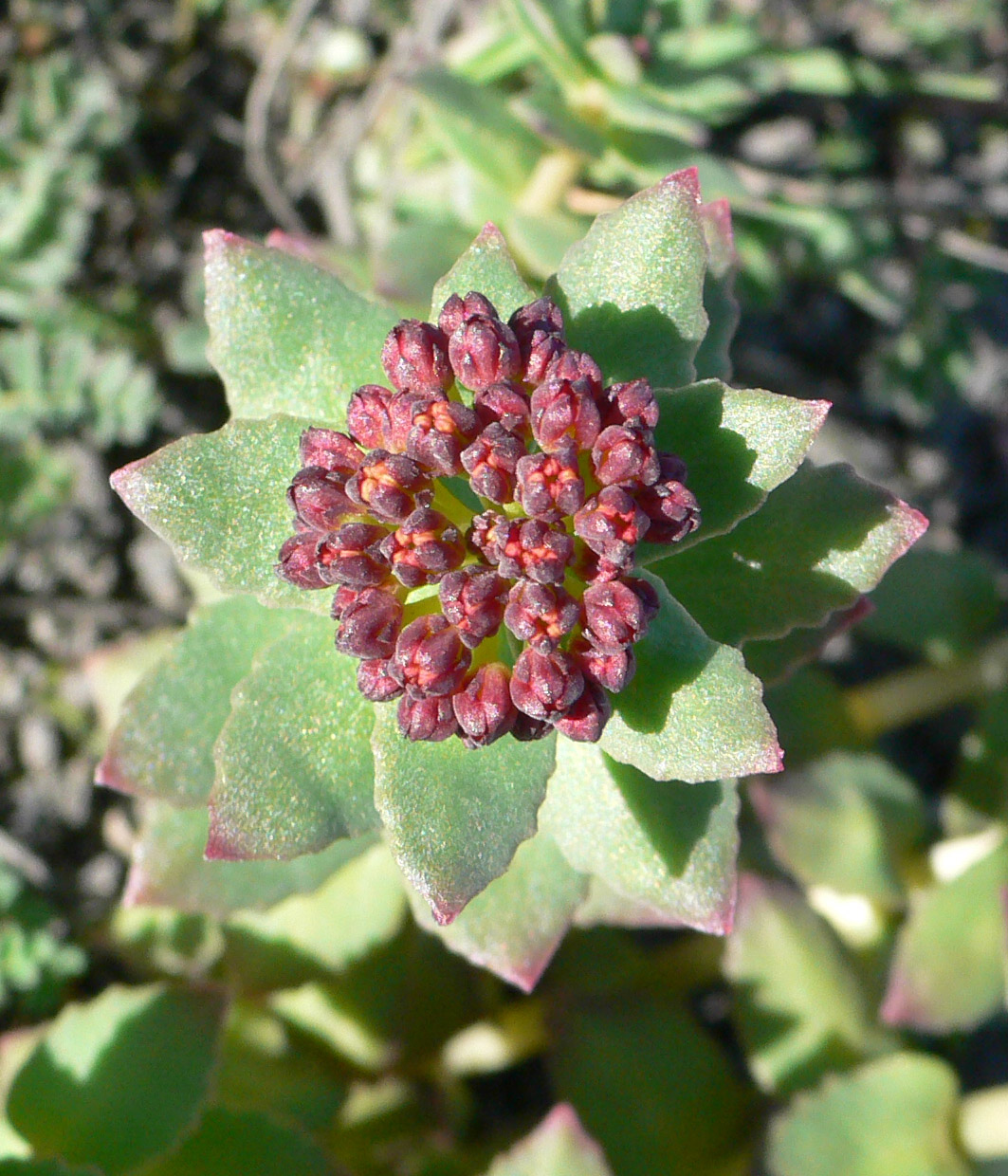 Image of Rhodiola rosea specimen.