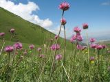 Allium fetisowii