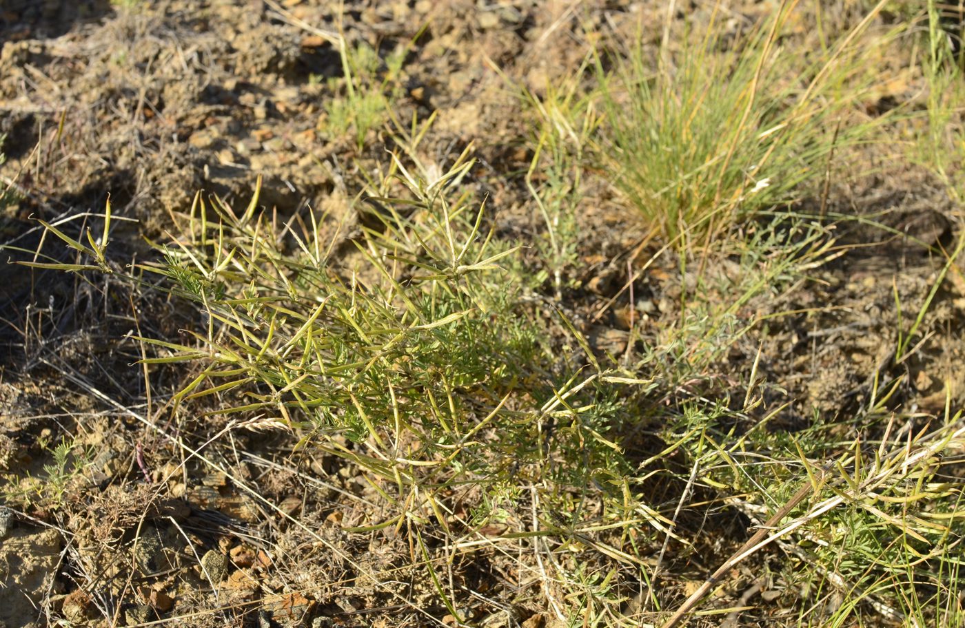 Image of Astragalus temirensis specimen.