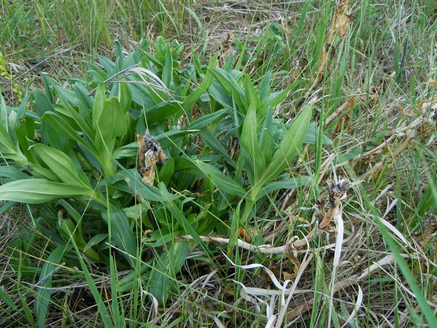 Изображение особи Gentiana cruciata.