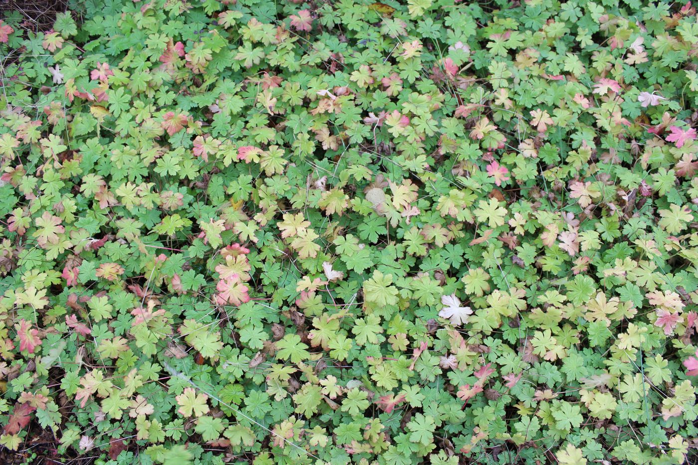 Image of Geranium macrorrhizum specimen.
