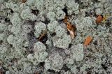 Cladonia stellaris