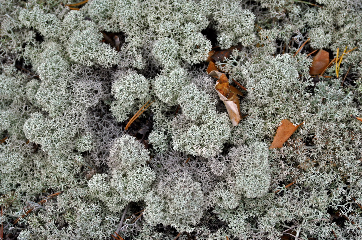 Image of Cladonia stellaris specimen.