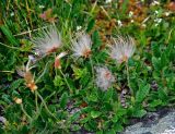 Dryas oxyodonta