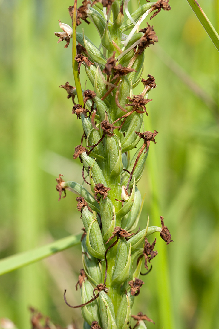 Image of Gymnadenia conopsea specimen.