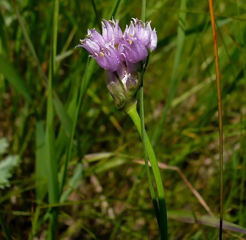 Изображение особи Allium angulosum.